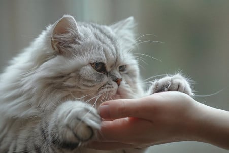 Silver-shaded Persian cat with fluffy fur accidentally scratching a person's arm