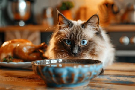 Blue-eyed Ragdoll cat drinking homemade chicken broth from a bowl on a kitchen counter, with a whole chicken in the background