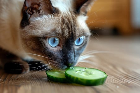 Siamese cat with blue eyes cautiously touching a cucumber slice on a hardwood floor