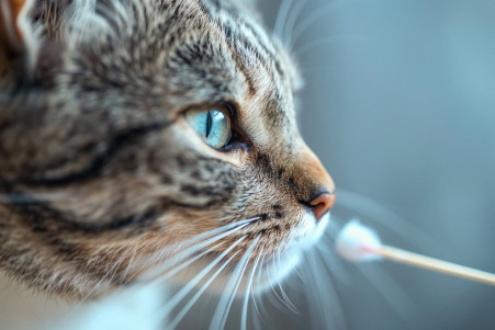 Gray tabby cat sniffing a cotton swab with earwax in a bathroom setting, displaying curiosity