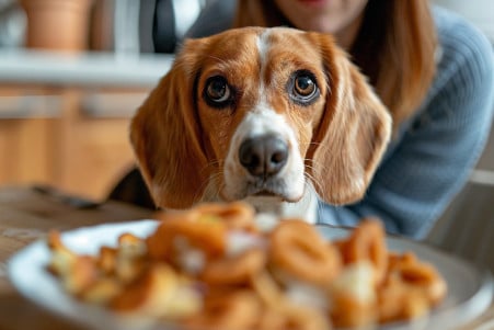 Concerned owner preventing a Beagle from reaching a plate of onion rings in a clean kitchen
