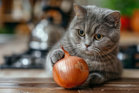 Owner taking an onion away from a curious British Shorthair cat in a kitchen setting