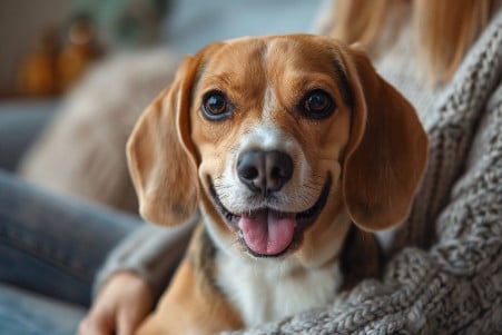 Smiling Beagle sitting on a person's lap on a couch, with a cozy living room background