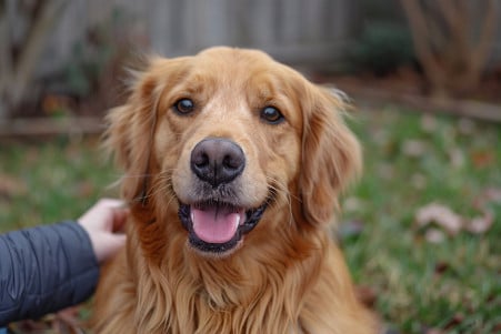 A gentle golden retriever with Down syndrome sitting calmly in a grassy backyard, with a loving owner's hand petting its head