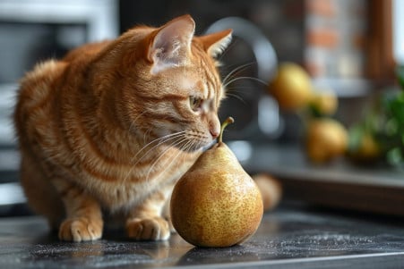 Orange tabby cat sniffing a ripe pear on a kitchen counter