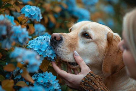 Labrador retriever with yellow coat sniffing at vibrant blue hydrangea bush, with owner's hand reaching to pull the dog away