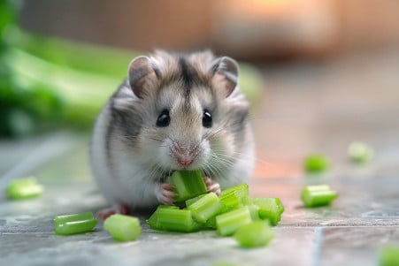 A tiny Roborovski Dwarf hamster sniffing at a small pile of chopped celery pieces on a tile floor
