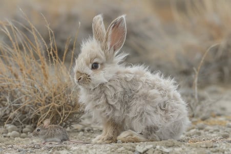 Emaciated Angora rabbit looking desperately at a house mouse in a barren environment, its ribs visible through matted fur