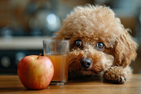 Poodle dog sniffing a glass of apple juice on a kitchen counter with an apple beside it