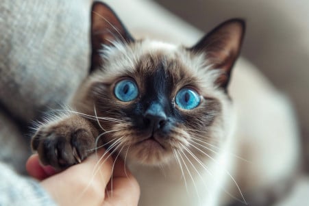 Siamese cat with striking blue eyes and pointed coat, raising a paw to playfully swat and bite its owner's arm