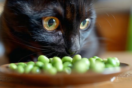 A sleek, black Bombay cat delicately sniffing a pile of steamed and salted edamame pods on a wooden table