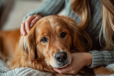 Pet owner carefully inspecting a Golden Retriever's fur for signs of bed bug bites