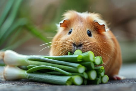 American guinea pig with tan fur cautiously eating the green part of a spring onion