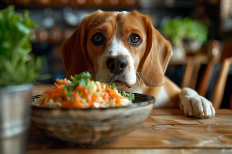 Photograph of a Beagle pawing at a bowl of coleslaw, with a guilty expression on its face