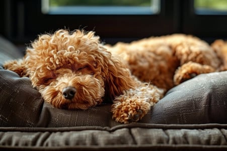 A fluffy brown Poodle sleeping peacefully on a cozy dog bed, with its tail twitching slightly upwards